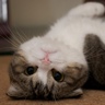 Maru